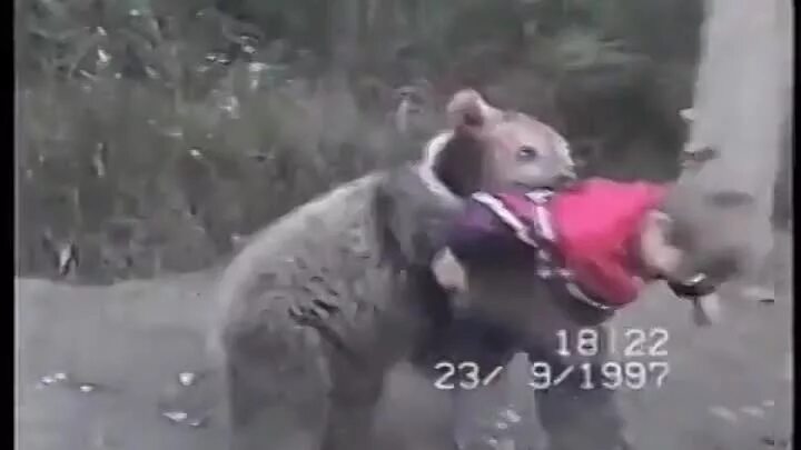 Фальшфейер против медведя