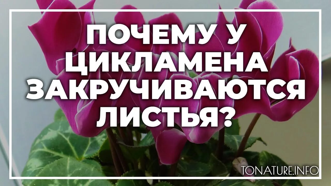 Почему у цикламена скручиваются листья. У цикламена скручиваются листья. у цикламена заворачиваются листья причина. закручиваются листья у цикламена. почему заворачиваются листья у цикламена.