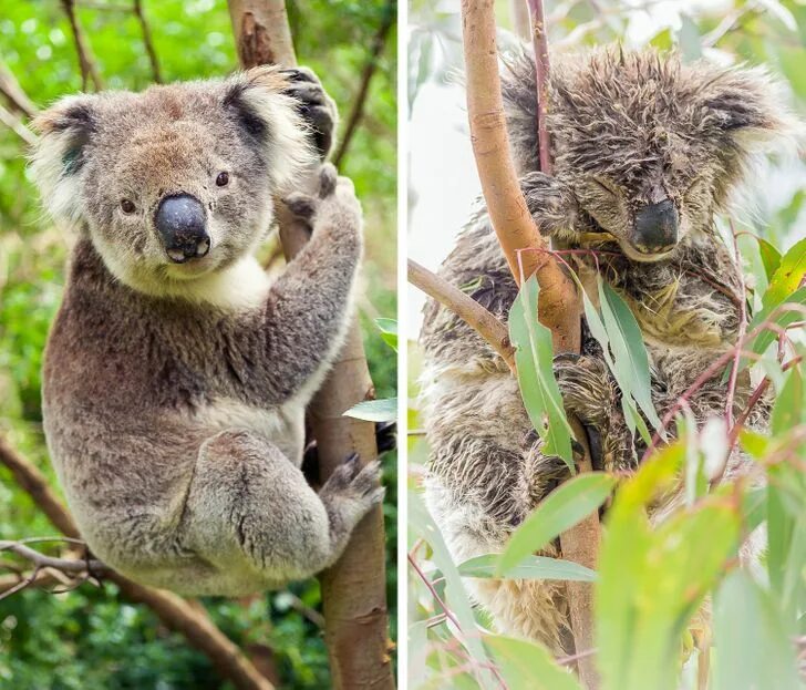 Мокрая коала. Мокрые животные коала. Мокрая коала мокрая коала. Мокрая коала фото. Мокрая коала почему нельзя