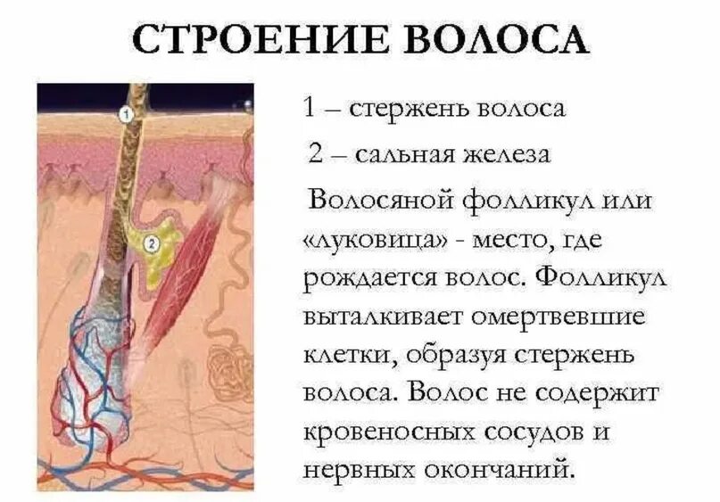 Строение волосяного фолликула. Строение волоса и волосяного фолликула. Строение волосяного фолликула схема. Строение фолликула волоса.