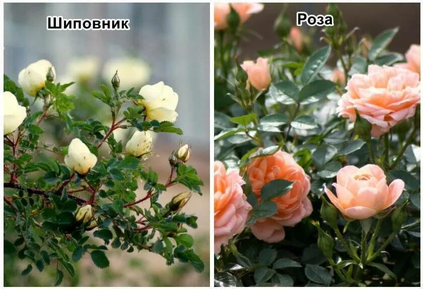 Как отличить розу от шиповника