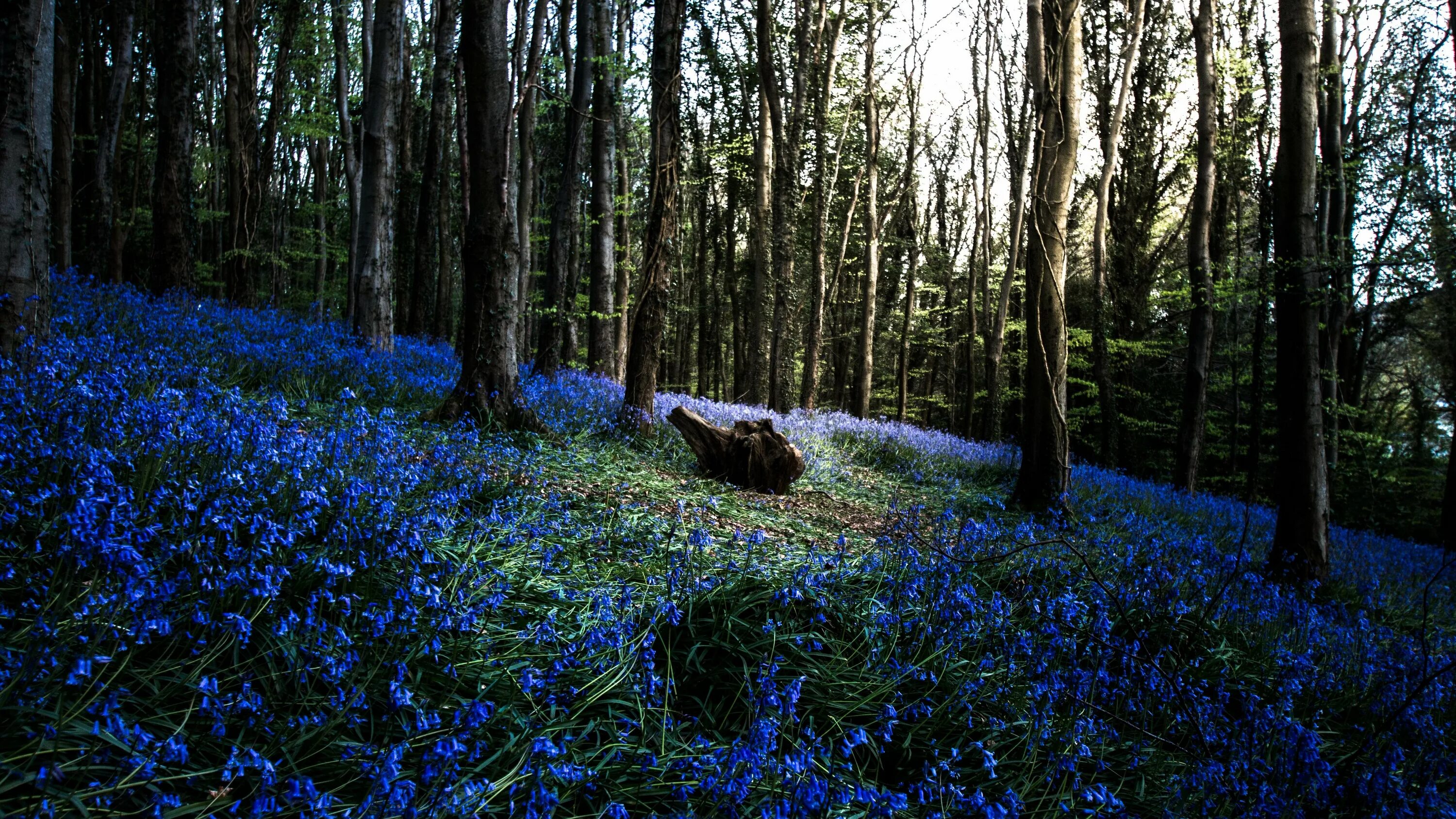 Незабудка лесная полянка. Северная ирландия леса. Синий лес. Синяя природа. Весенняя природа россии.