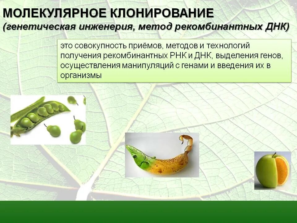 Клонирование организмов инженерия. Генная инженерия методы клонирования. клонирование метод генетики. молекулярное клонирование. клонирование генов методами генной инженерии.