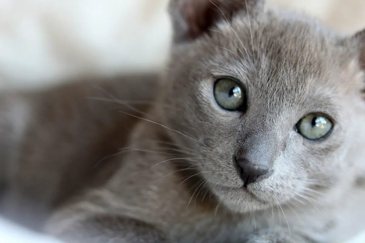 Котики с серыми глазами. Кошачий глаз. Котики с серыми глазами. Серый котик. Котики с серыми глазами.