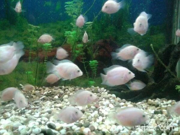 Цихлазома чернополосая фламинго. Цихлазома розовый фламинго. Мальки фламинго. Мальки фламинго. Цихлазома чернополосая альбинос.