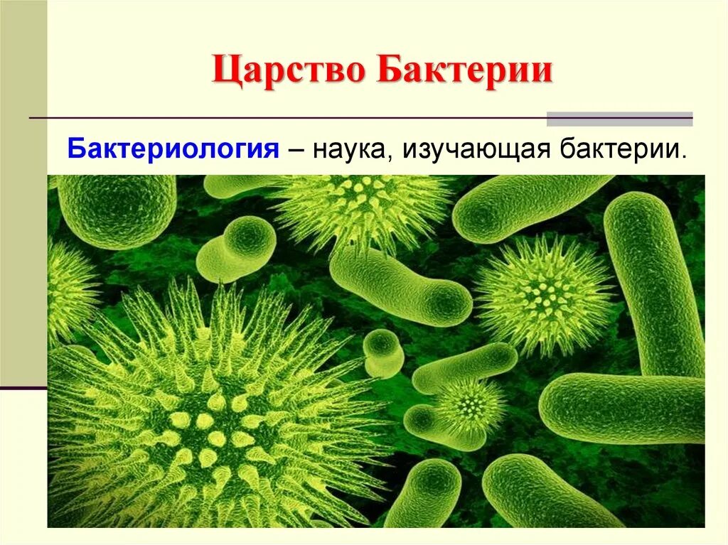 Царство бактерий. Микробы по биологии. Наука биология бактерии. Царство бактерии презентация. Бактерии урок 7 класс
