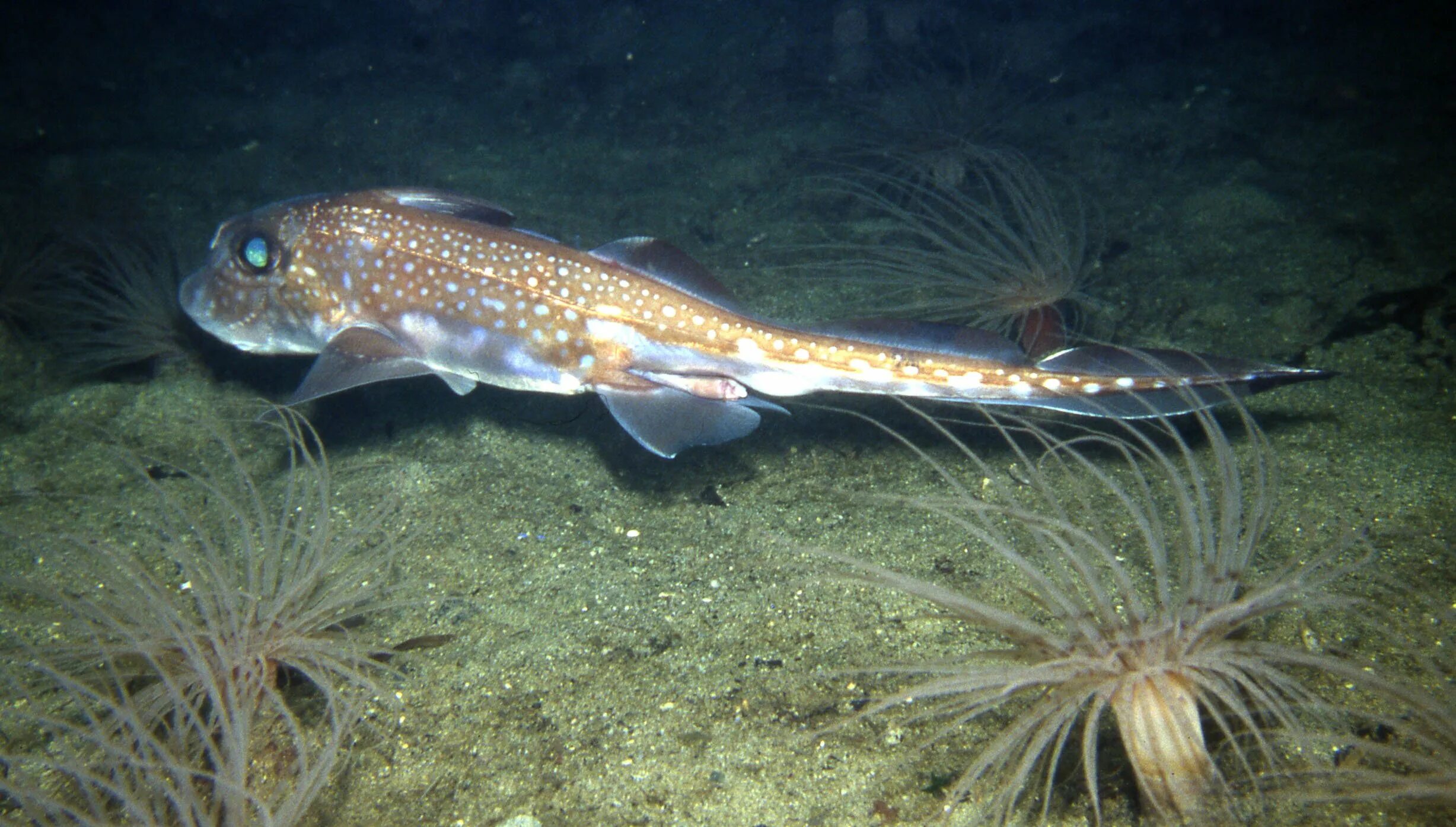 морские хрящевые рыбы. черноморский скат хвостокол. скат-хвостокол в черном море. рифовый скат манта. Rhina ancylostoma.