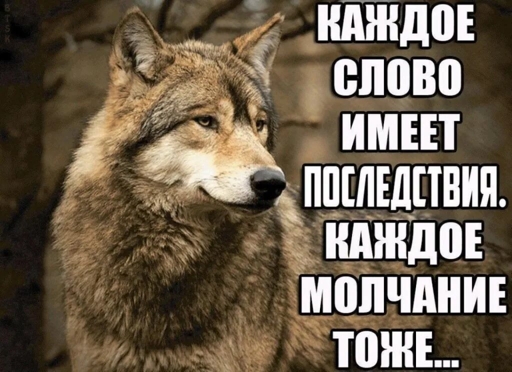 Не всегда нужны слова. Волк Мем. Мемы с волками. Волк молчит. Волк обиделся.