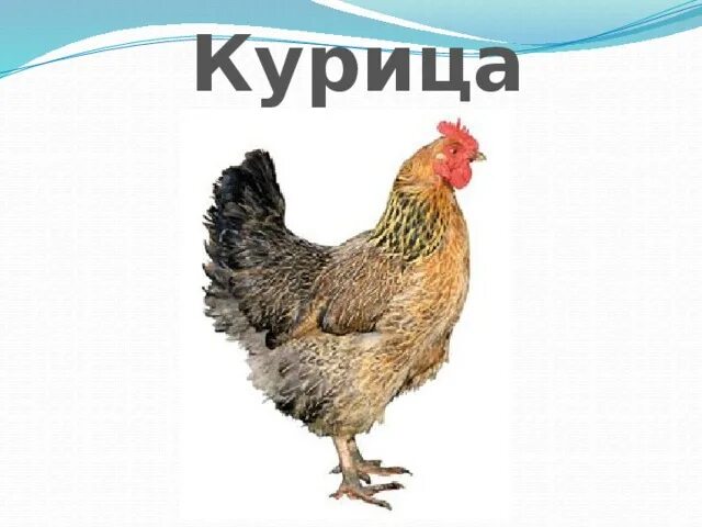 Слова chicken chicken. Карточка курица для детей. Карточка курица на английском. Карточки с английскими словами для детей курица. Карточки животные курица.