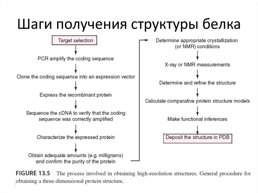 Получить структуру времени. Белки структура. Этапы формирования структур белка. Структура белкового питания. Современные представления о строении белков.