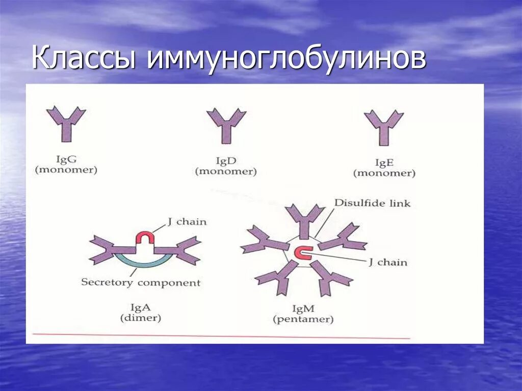 Иммуноглобулин матери. Класс 1 антител иммуноглобулина. Иммуноглобулины g1 и g2. IGM строение иммуноглобулина. IGM антитела строение.