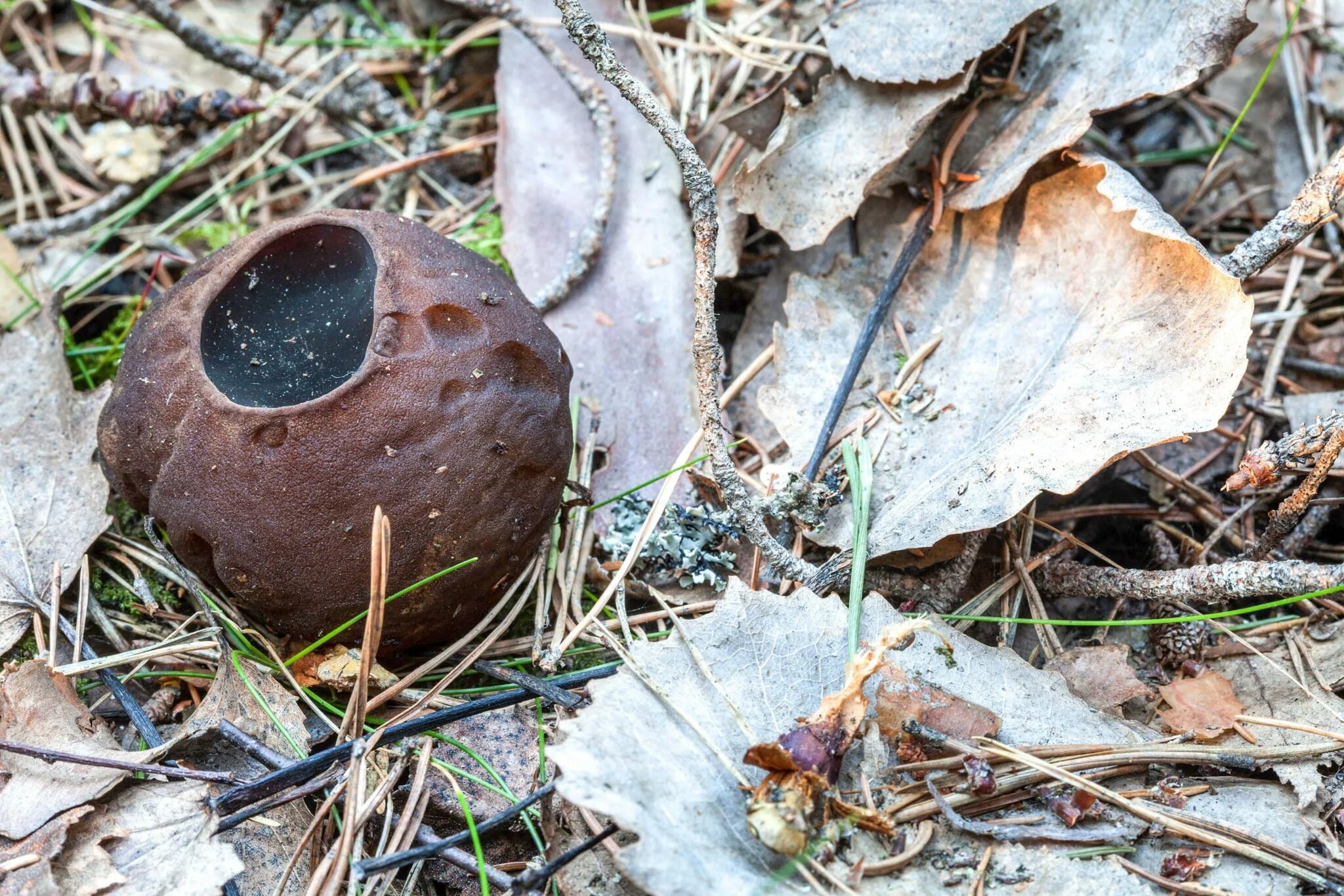 Саркосома шаровидная Sarcosoma globosum. Саркосома шаровидная гриб. Гриб молодости Саркосома. Сокомора шаровидная редкий гриб. Гриб саркосома шаровидная лечебные