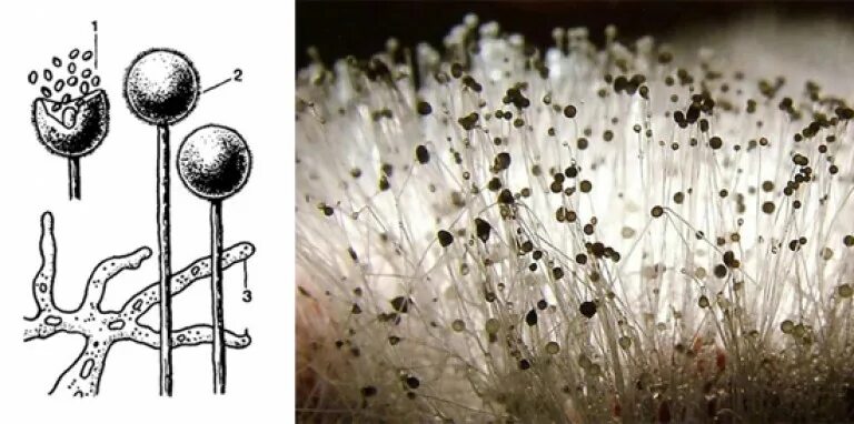 Споры гриба мукора. Строение плесневого гриба мукора. Строение мицелия мукора. Спорангии гриба мукора. Строение гриба рода Mucor.