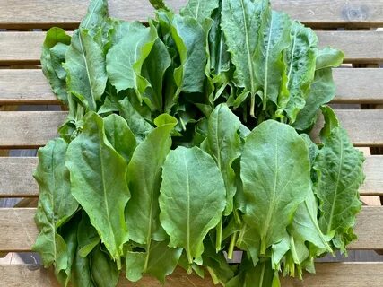 Как выглядит щавель у девушек картинки