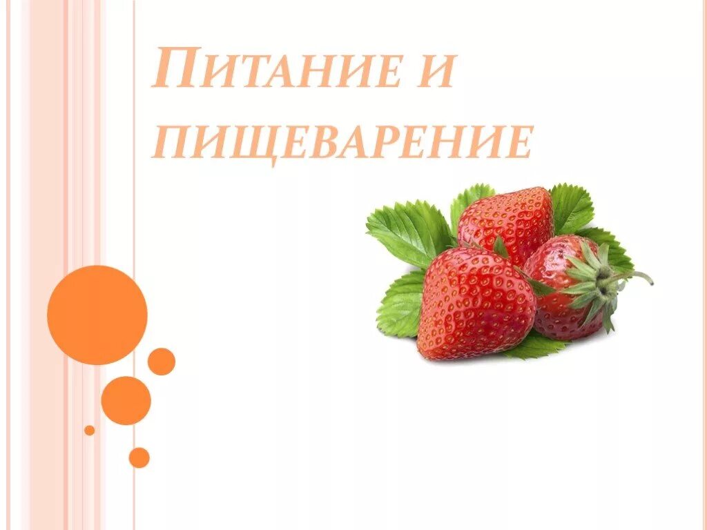 Питание и пищеварение значение питание. Питание и пищеварение. биология питание и пищеварение. питание и пищеварение 6 класс биология. питание и пищеварение 8 класс.