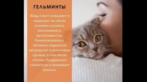 Кашель у кошек хрипы