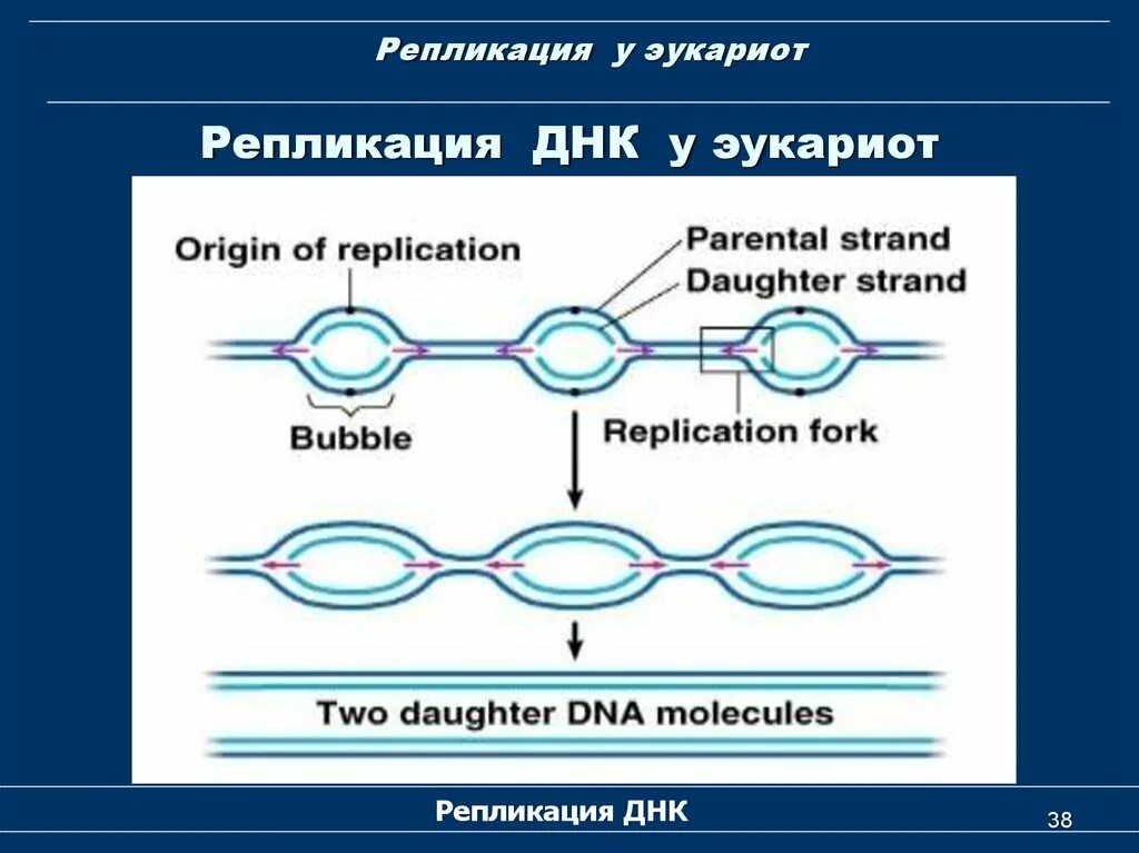 Начала репликации. Репликация хромосомы эукариот. схема репликации днк эукариот. репликон прокариот. этапы репликации днк эукариот.