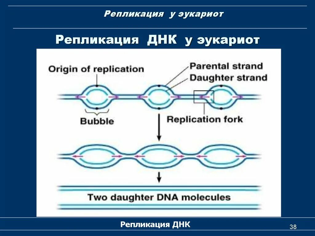 Образование новой днк. Репликация ДНК У прокариот этапы. Репликация ДНК репликон. Репликация ДНК У прокариот схема. Процесс репликации у эукариот.