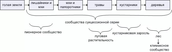 Образование пионерного сообщества 1 первичная 2 вторичная. Схема сукцессии первичной и вторичной. первичная сукцессия схема. климаксное сообщество этапы сукцессии. схема изменений во время сукцессии.