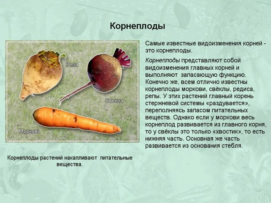 Картофель является видоизмененным