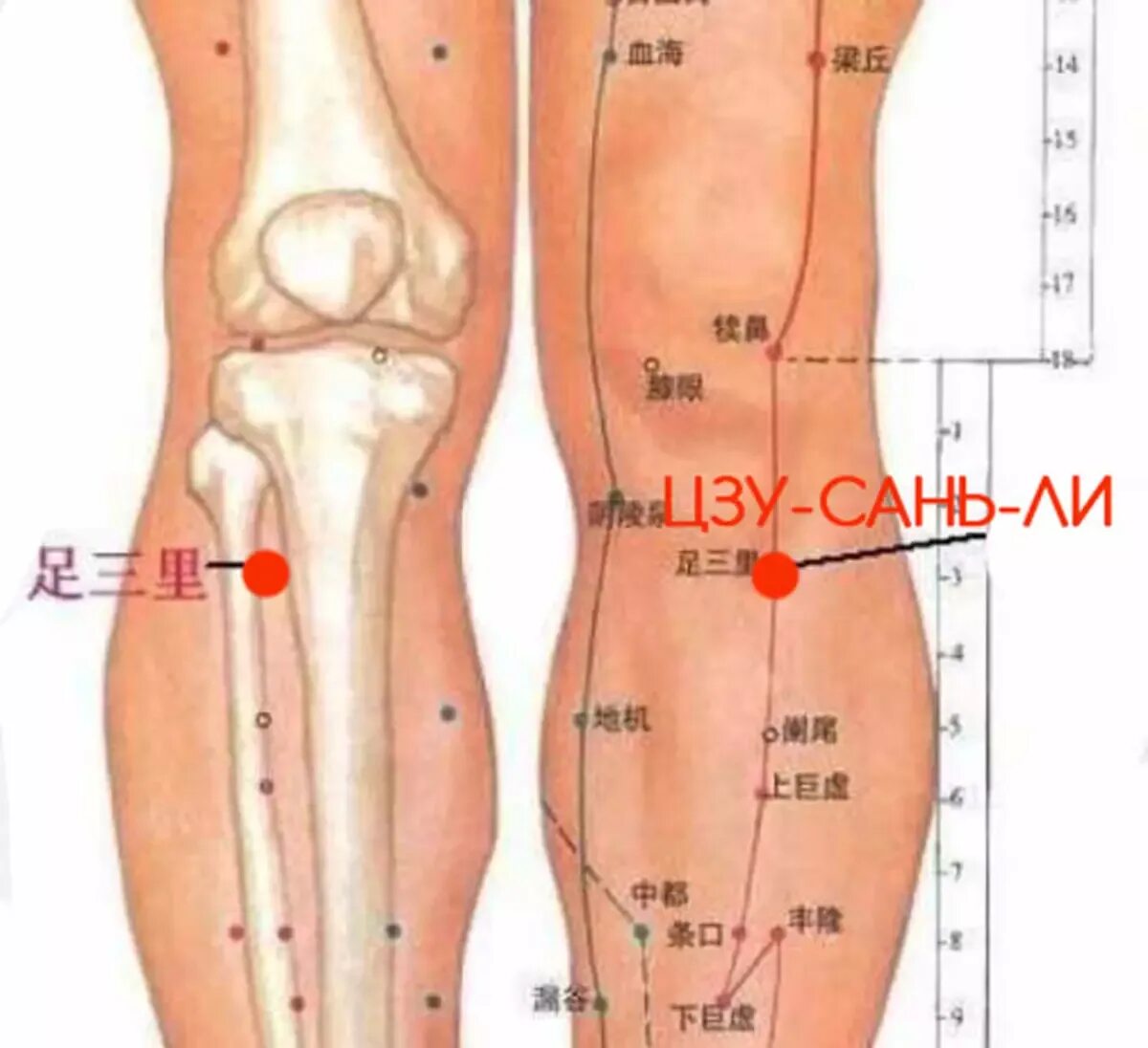 Как найти точку долголетия. Точка е 36 Цзу-Сань-ли. Точка Цзу Сан ли точка долголетия. Цзу-Сань-ли точка акупунктуры. Цзу-Сань-ли (е36).