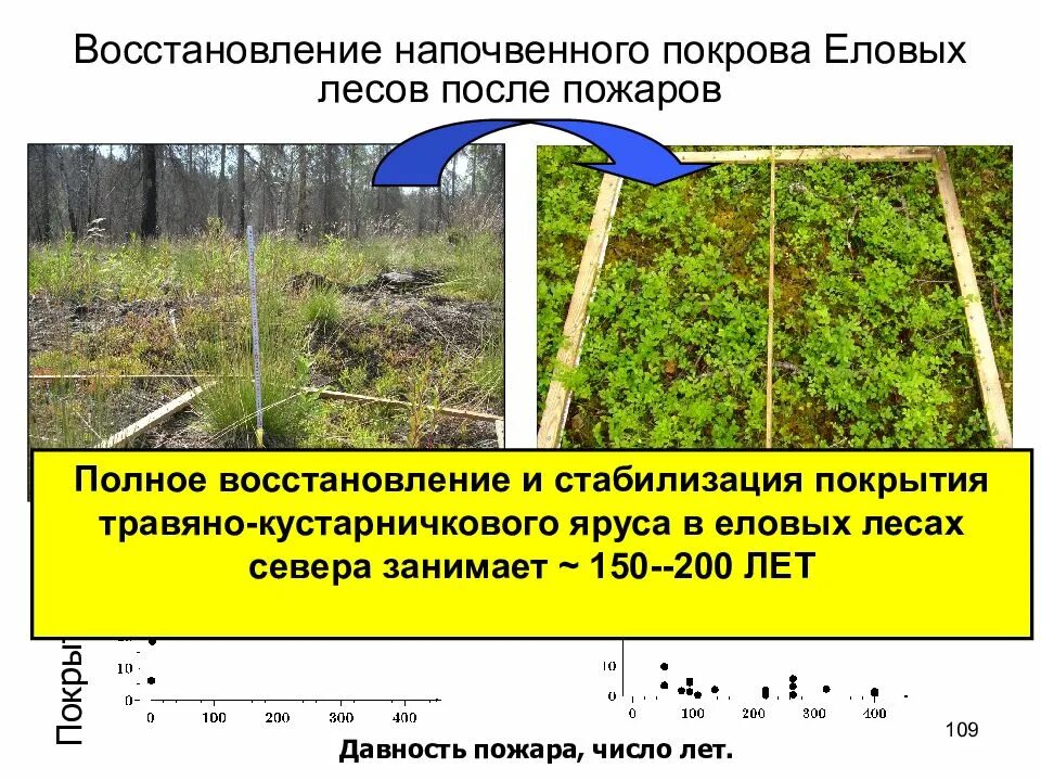 Восстановление елового леса после пожара. Восстановление лесов после пожаров. Процесс восстановления леса после пожара. Стадии восстановления леса после пожара. Восстановленные леса после пожаров.