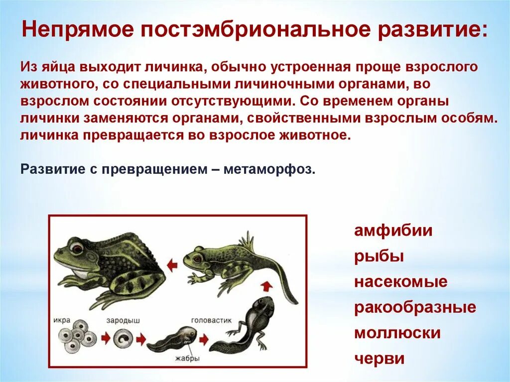 Постэмбриональное развитие животных. Непрямое развитие онтогенеза. Непрямое развитие животных. Непрямое постэмбриональное развитие животных. У рыбы прямое или непрямое развитие