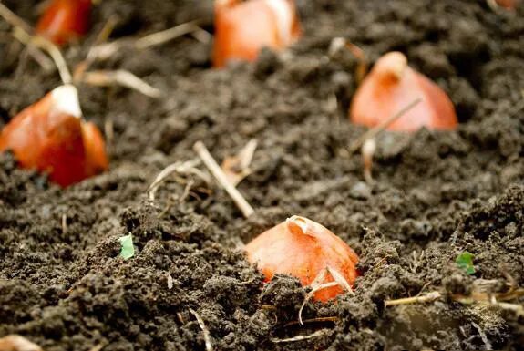 Можно тюльпаны сажать весной в открытый грунт. Посадка тюльпанов. Луковица тюльпана в лунке. Высадка луковиц тюльпанов. Почва для посадки тюльпанов.