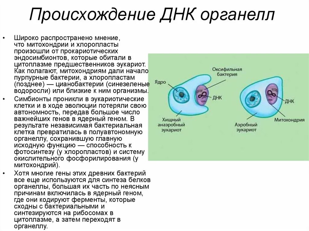 Признаки митохондрий и хлоропластов. Происхождение ДНК органелл. Геномы органелл (митохондрий, хлоропластов).. ДНК митохондрий и хлоропластов. Происхождение митохондрий и хлоропластов.