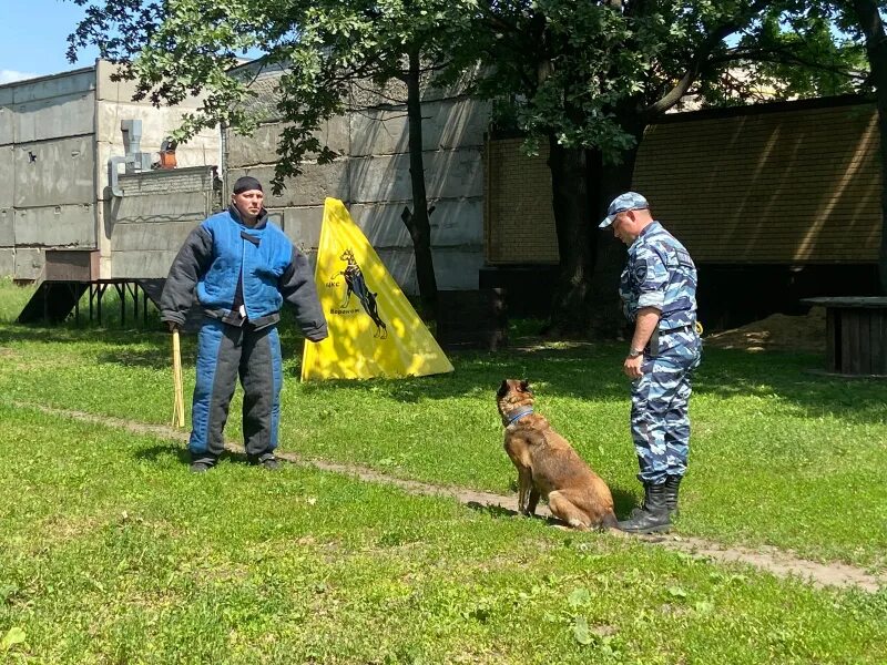 Каникулы в воронежской области. С днем кинолога. Кинолог МВД. С днем кинологической службы. Кинологическая служба МВД.