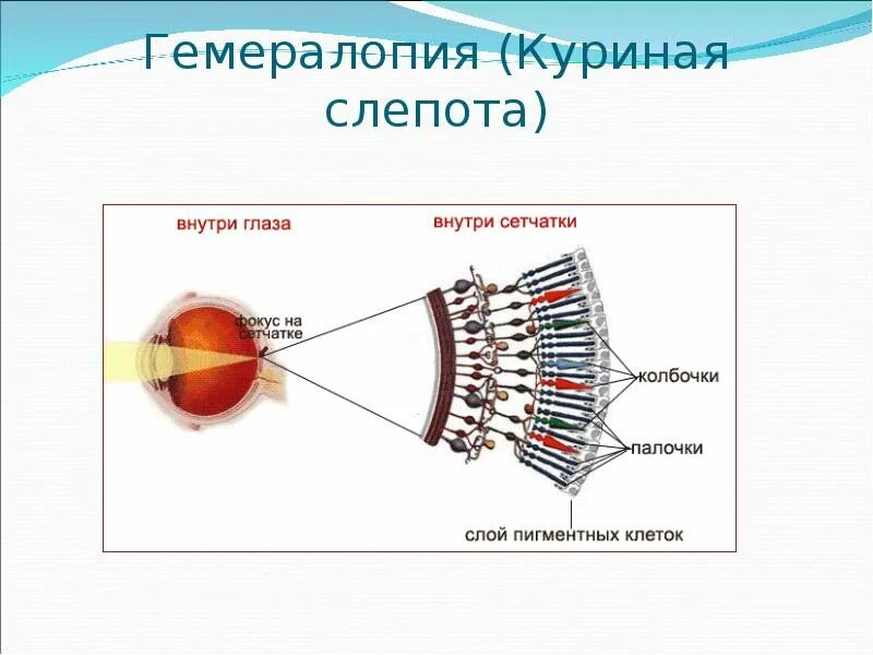 К куриной слепоте приводит нарушение
