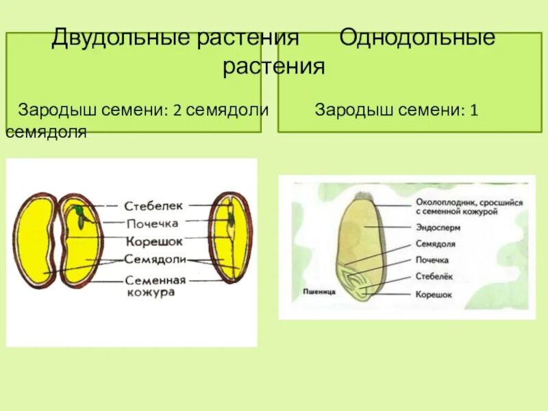 Растения имеют в зародыше семени две семядоли. Семядомя семени двудольного растения. Строение зародышей семян одно- и двудольных растений. Строение семени покрытосеменных растений. Двудольные строение семени 2 семядоли.