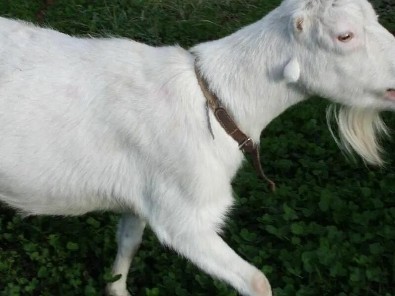 Ламанча порода коз. Молодой козлик. Порода козы без запаха. Черная нубийская нубийская коза. Нубийская порода.