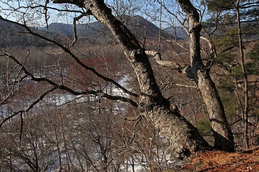 Березка приморская. Береза Шмидта Betula schmidtii. Береза Шмидта (железная береза ). Железная берёза Дальний Восток. Заповедник Кедровая Падь береза Шмидта.