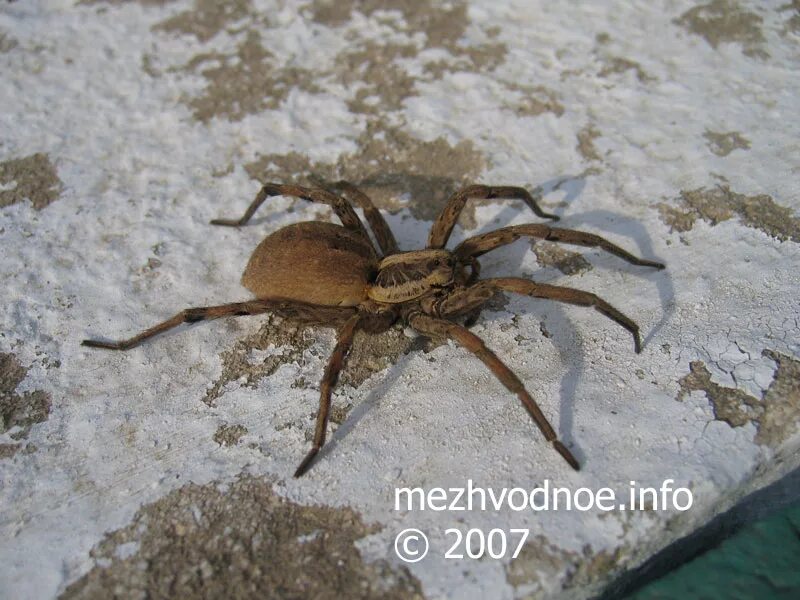 Пауки ставропольского края фото и названия Стоит ли убивать пауков Spider, Insects