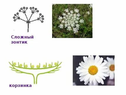 Сложная корзинка соцветие