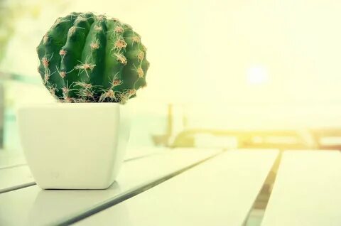 Стол cactus