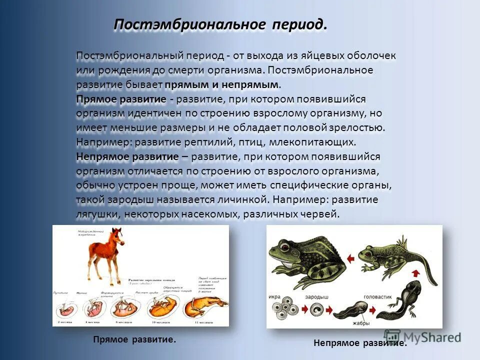 Стадии постэмбрионального развития на примере человека Особенности постэмбрионального развития