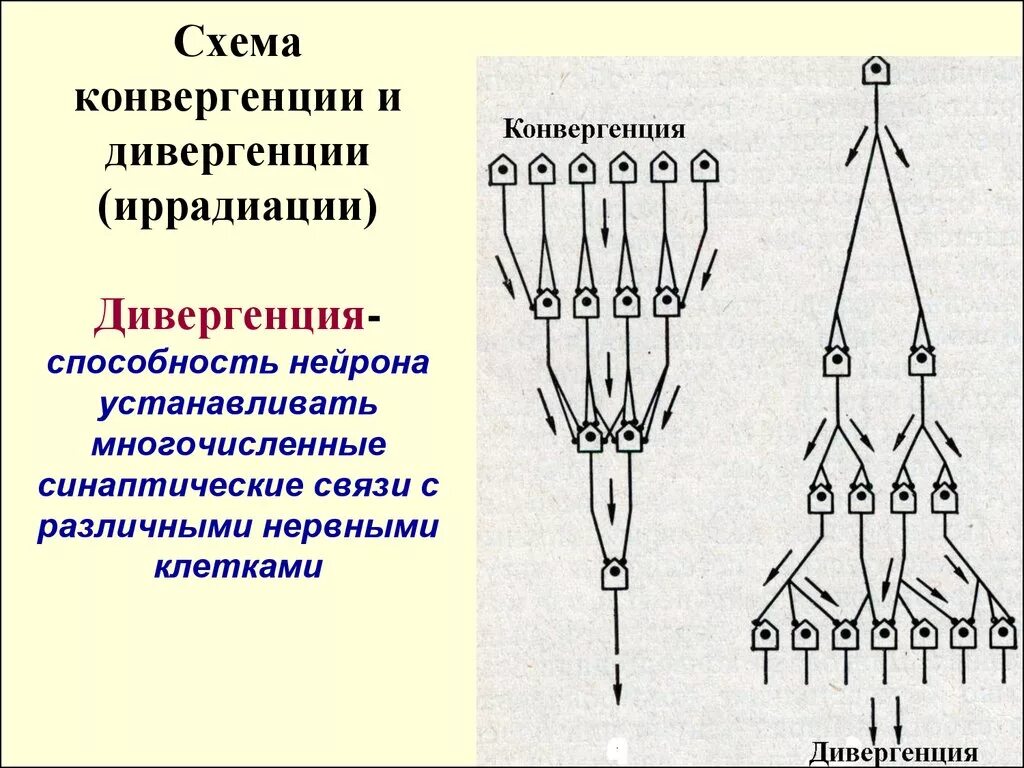 Дивергенция строение. Схема конвергенции и дивергенции в ЦНС. Конвергенция возбуждения в ЦНС схема. Схема дивергенции физиология. Конвергенция и дивергенция нейронов.