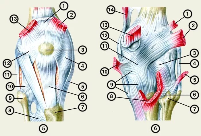 Боль под коленом спереди. Мышцы коленного сустава сзади. Сухожилия коленного сустава сзади. Сухожилия гусиной лапки коленного сустава анатомия. Внутренний удерживатель надколенника анатомия.