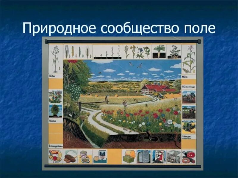 Природное сообщество поле 5 класс. Природное сообщество поле. Природное сообщество поле для дошкольников. Магнитный плакат природное сообщество поля. Природное сообщество поле доклад.