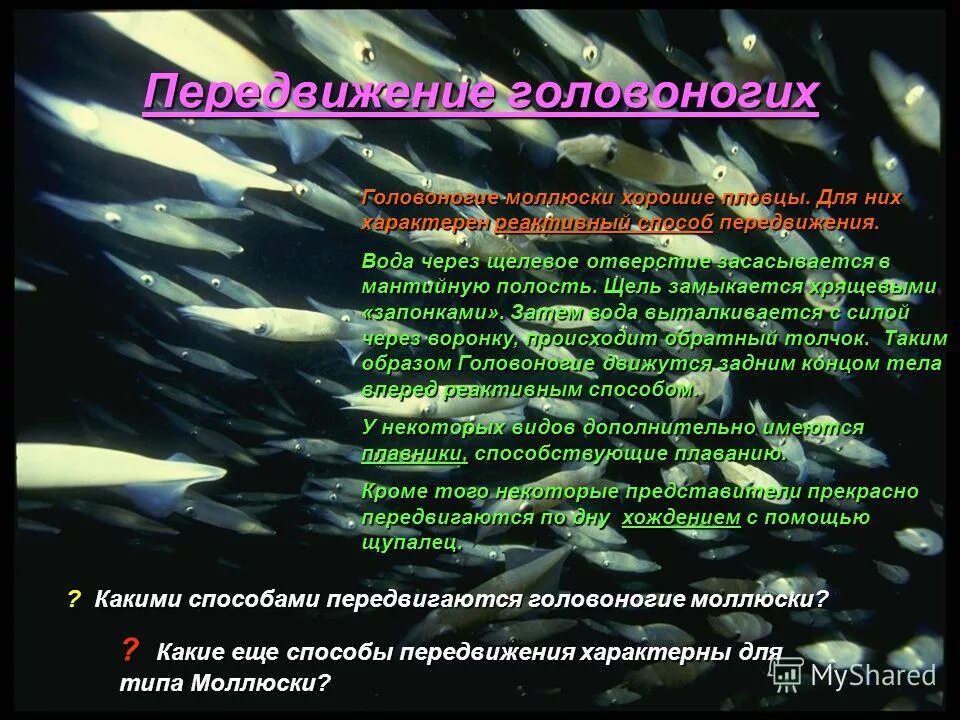 Передвижение головоногих. Способ передвижения головоногих моллюсков. Способ передвижения характерный для головоногих моллюсков. Реактивный способ передвижения у моллюсков. Тип моллюски способы передвижения.