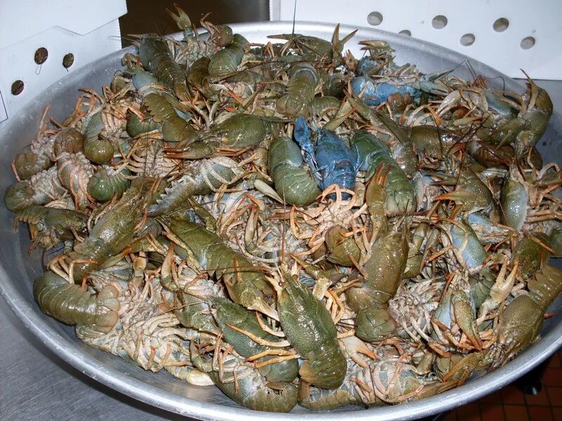 Аквариумные рачки. Аквариумные рачки. Выращивание ракообразных. Омары в аквариуме. Красный флоридский краб.