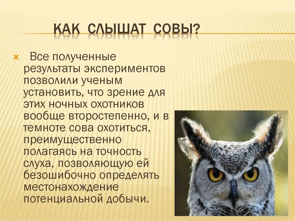 Сова для презентации. Сообщение о сове. Рассказ о сове. Описание Совы. Некоторые ученые считают что совы видят