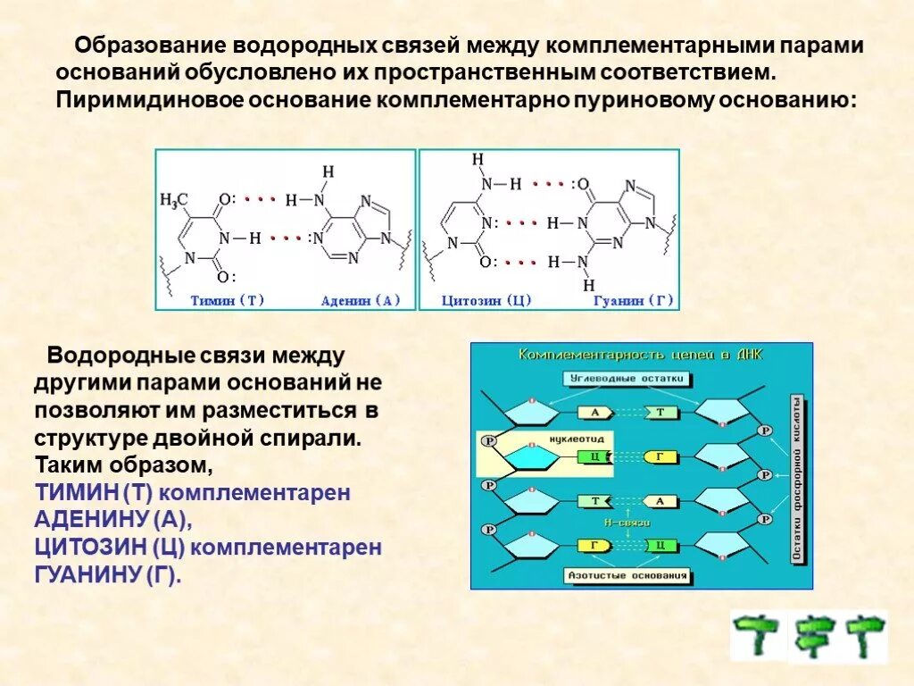 Водородные между азотистыми основаниями. Образование водородных связей между комплементарными парами. Связи между комплементарными основаниями. Водородная связь между клмплемеными основаниям. Образование водородной связи.