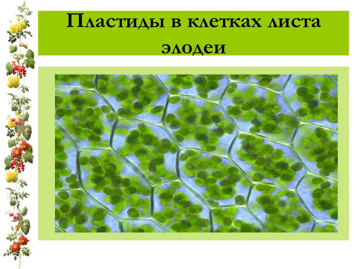 Хлоропласты листа герани. Пластиды хлоропласты в листьях элодеи. Хлоропласты в клетках листа элодеи. Хлоропласты элодеи. Хлоропласты в клетках листах элрдеи.