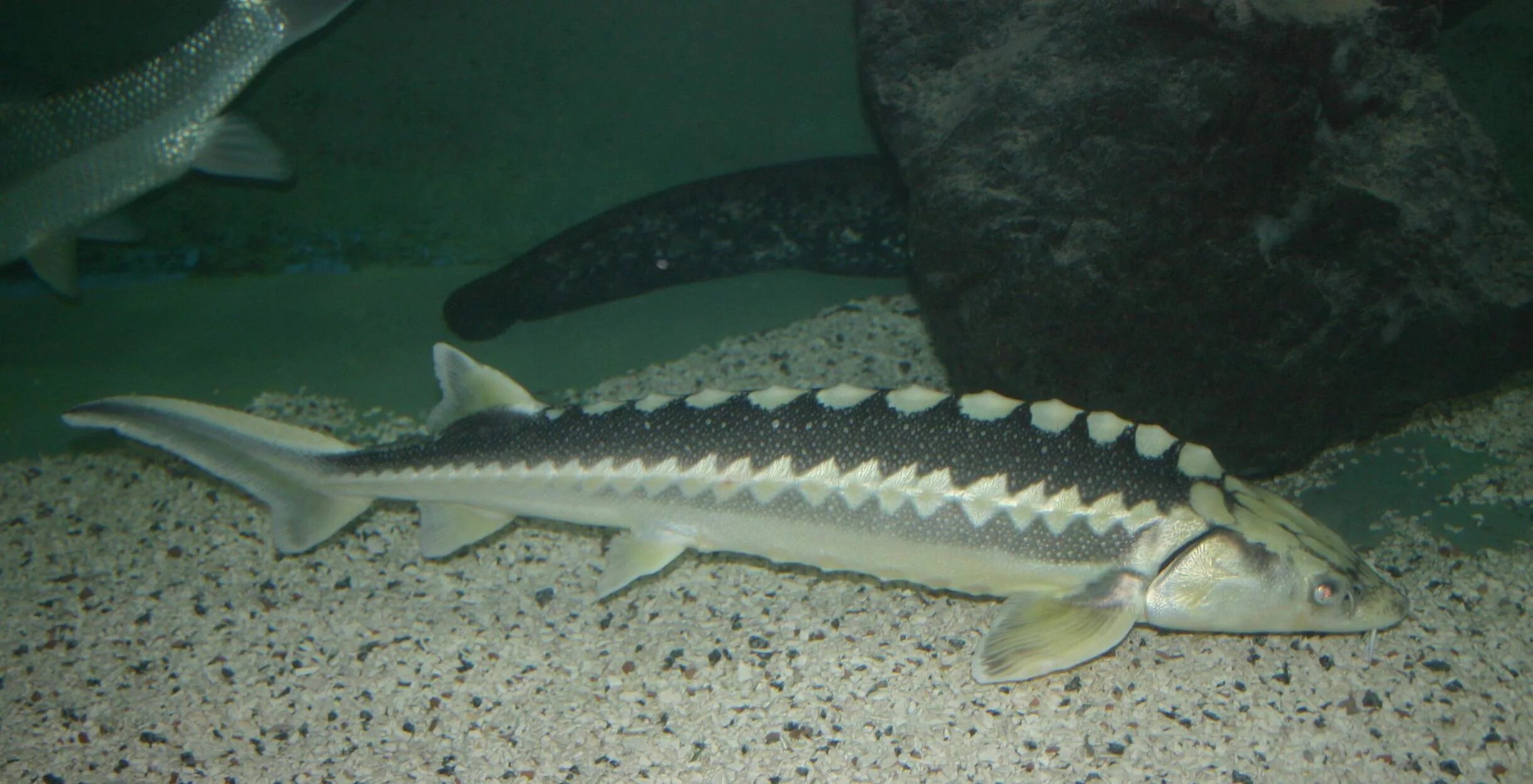 стерлядь семейство. осетровые виды рыб фото. отряд осетровые представители. плосконос рыба осетровые. осётр фото рыба.