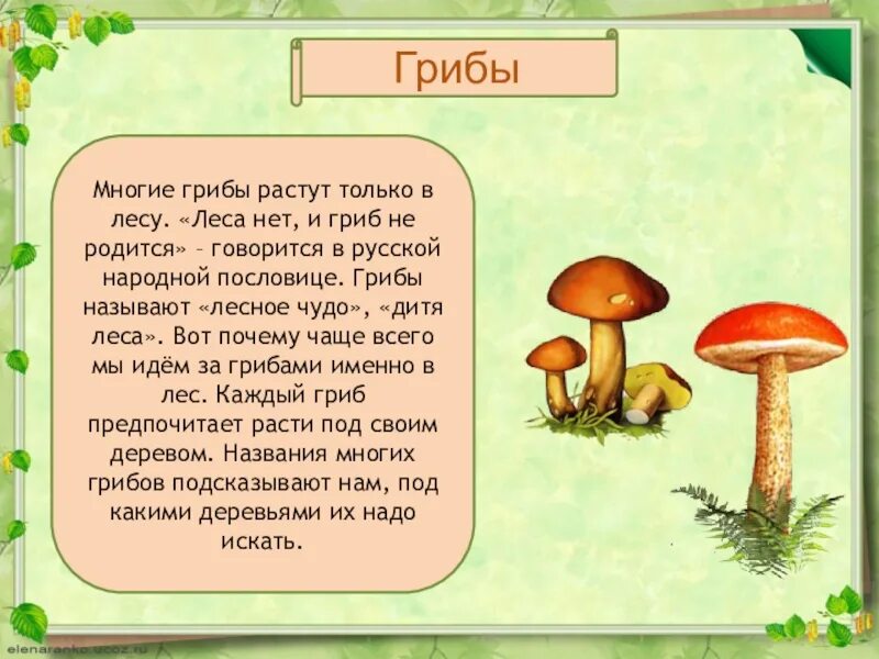 Почему появляются грибы. Грибы растущие под деревьями. Грибы для детей. Под какими деревьями растут грибы. Почему грибы растут в лесу.