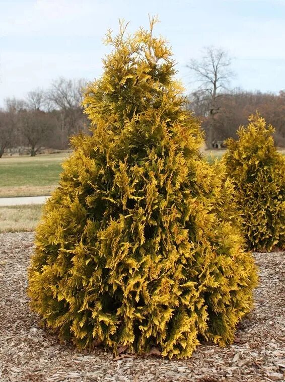 Туя меняет цвет. Туя Западная Санкист. Туя Санктис. Туя Западная Jantar. Туя Западная Еллоу Риббон.