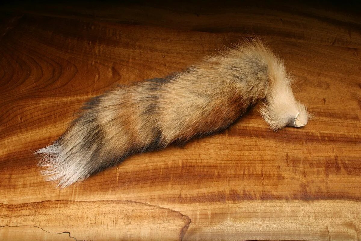 Tail like